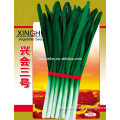 Hybrid F1 High Quality Green Crisp Leek Seeds For Planting